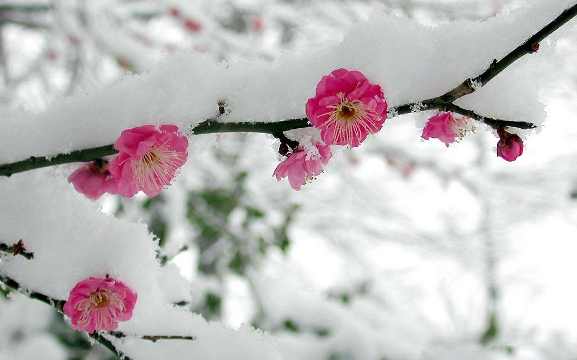 blumen sakura zweig schnee