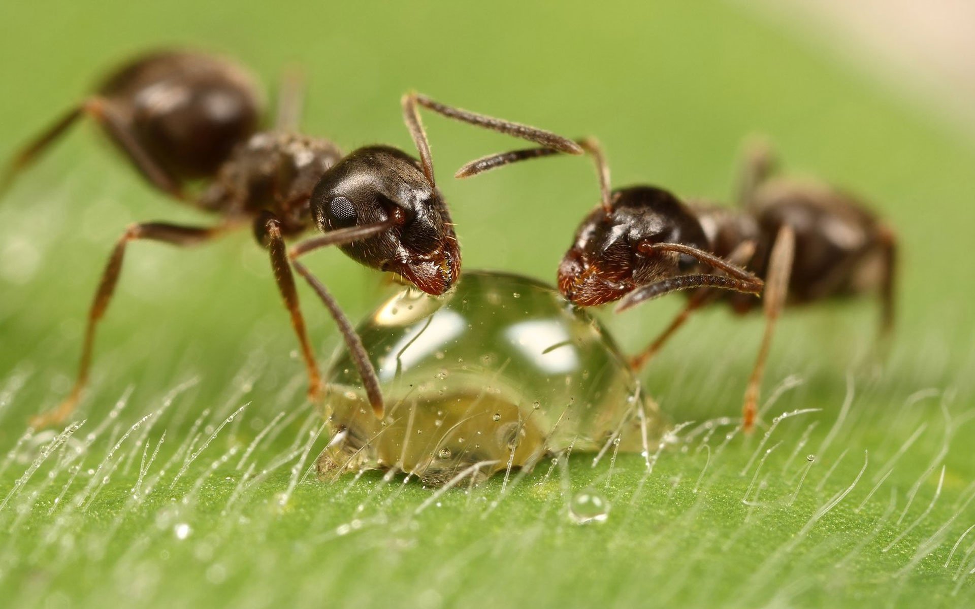 insects ants drop macro