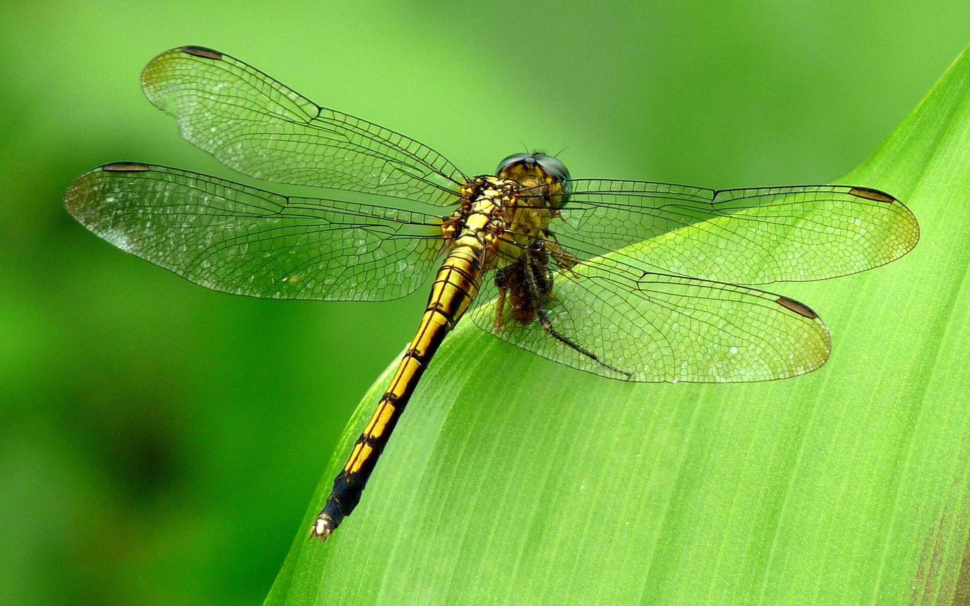 insetti libellula sfondo verde