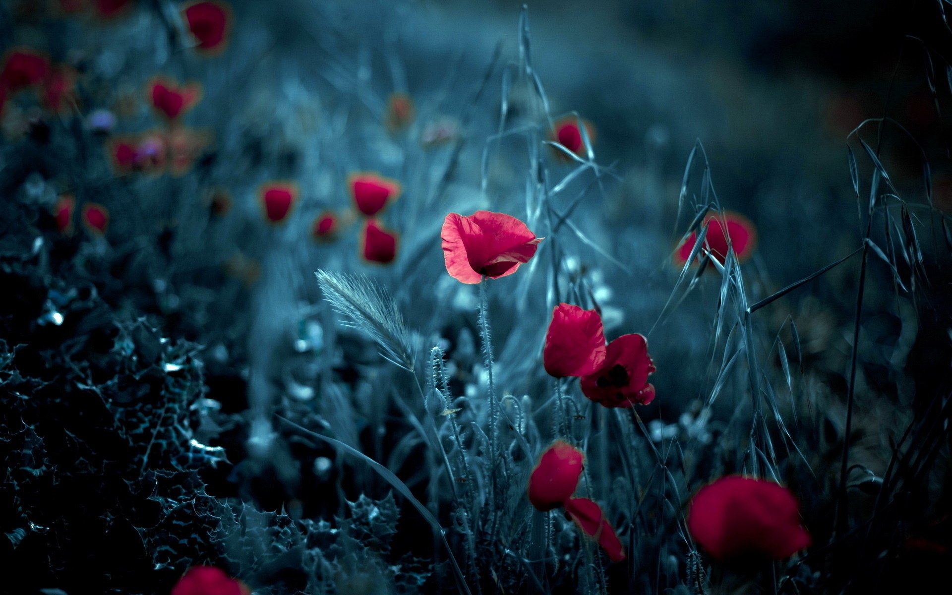 coquelicots épis fond