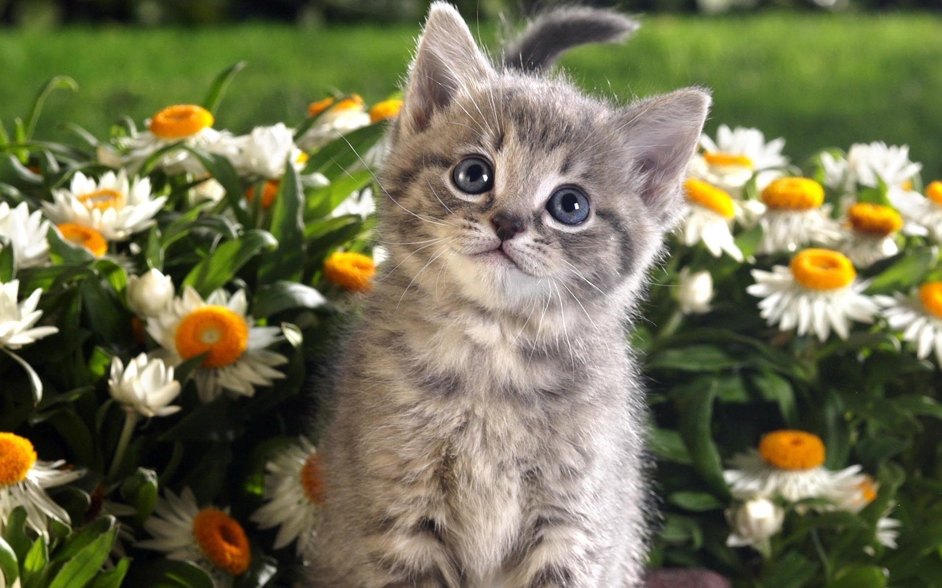 chaton regard marguerites