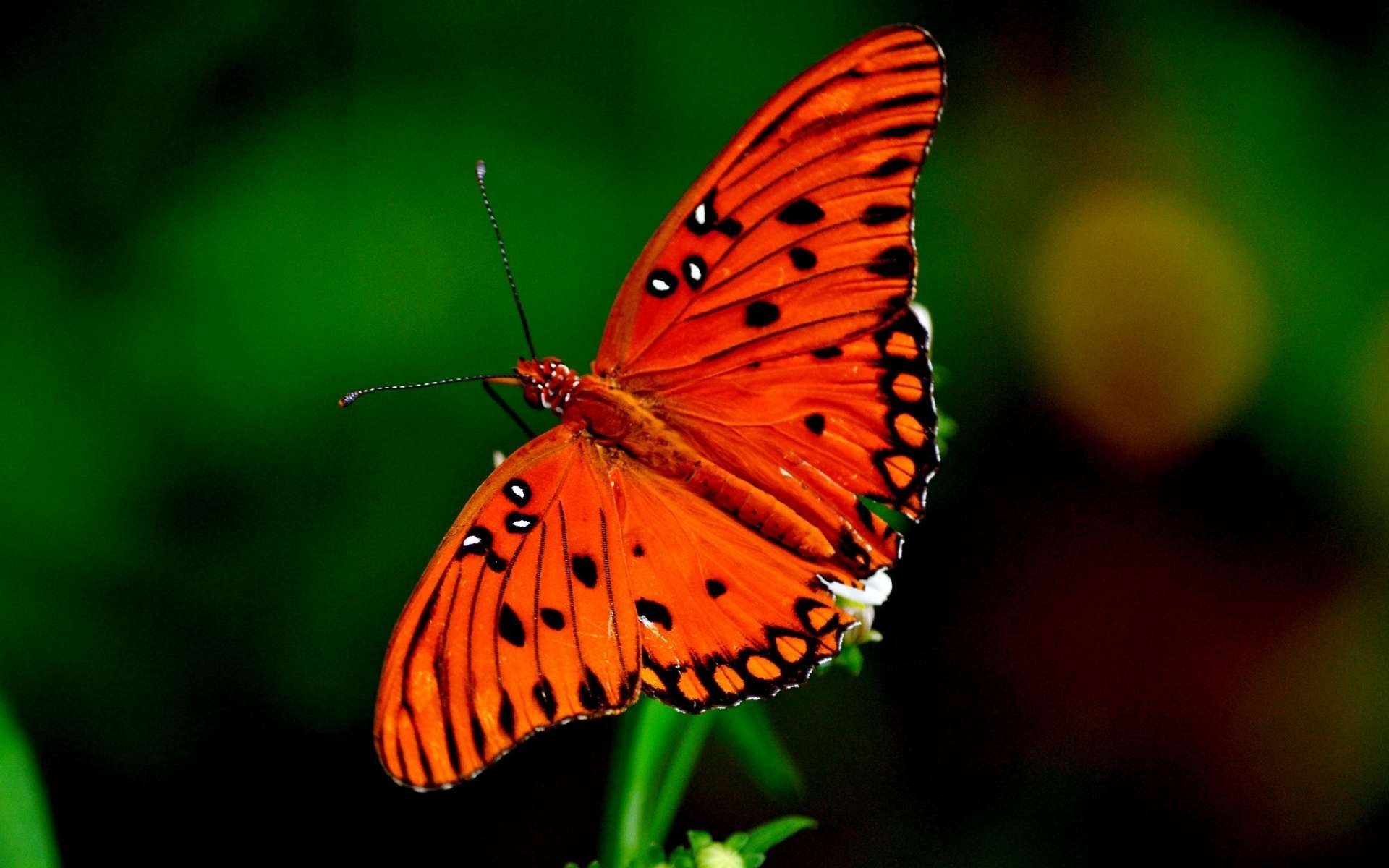 insects butterfly