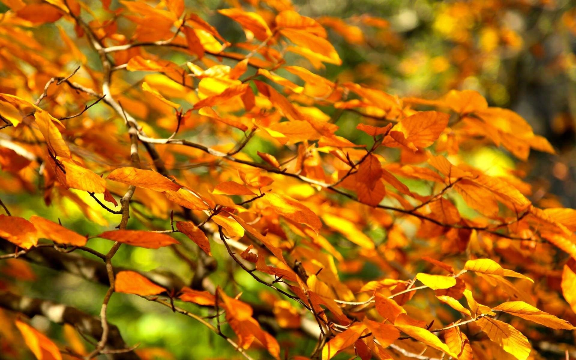 rama hojas macro