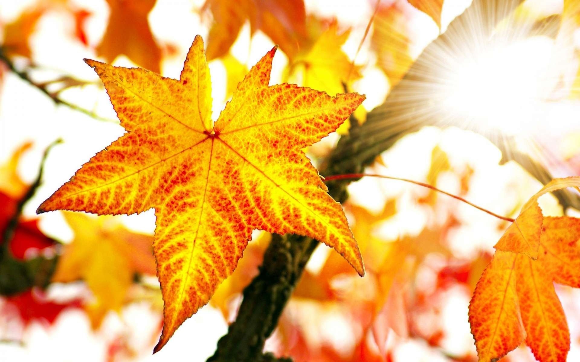 maple leaves macro