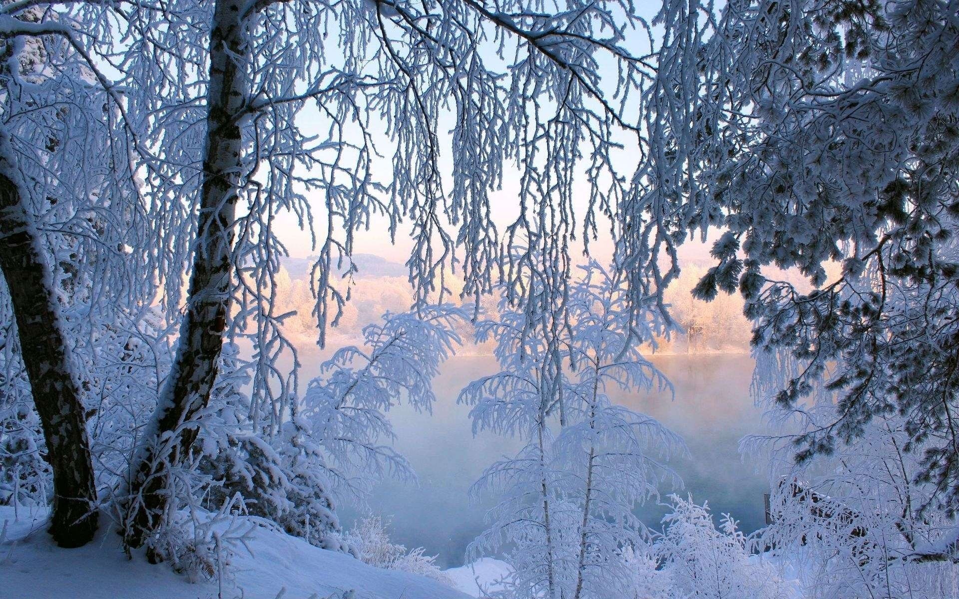 bäume schnee frost wald