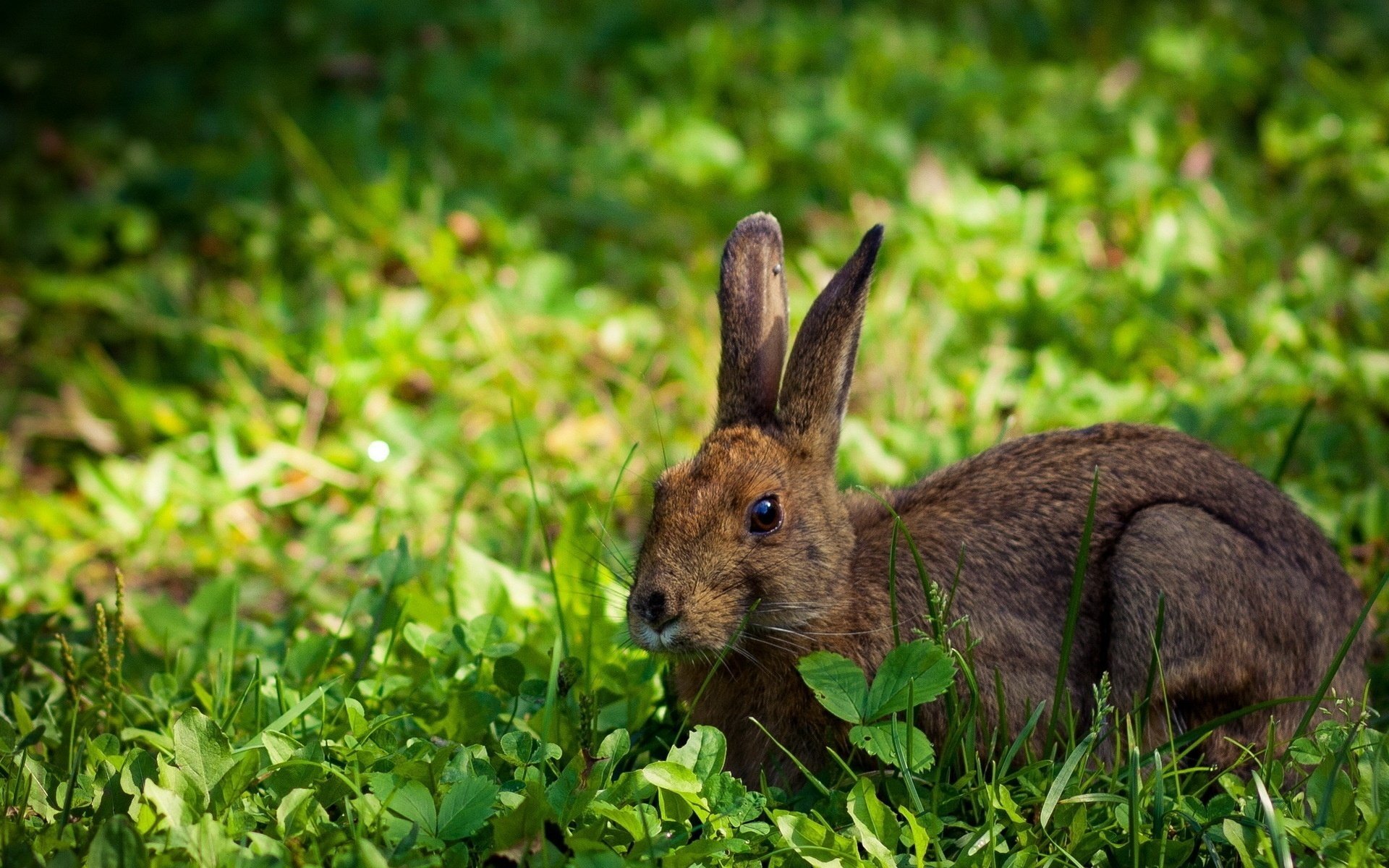 lapin lièvre herbe