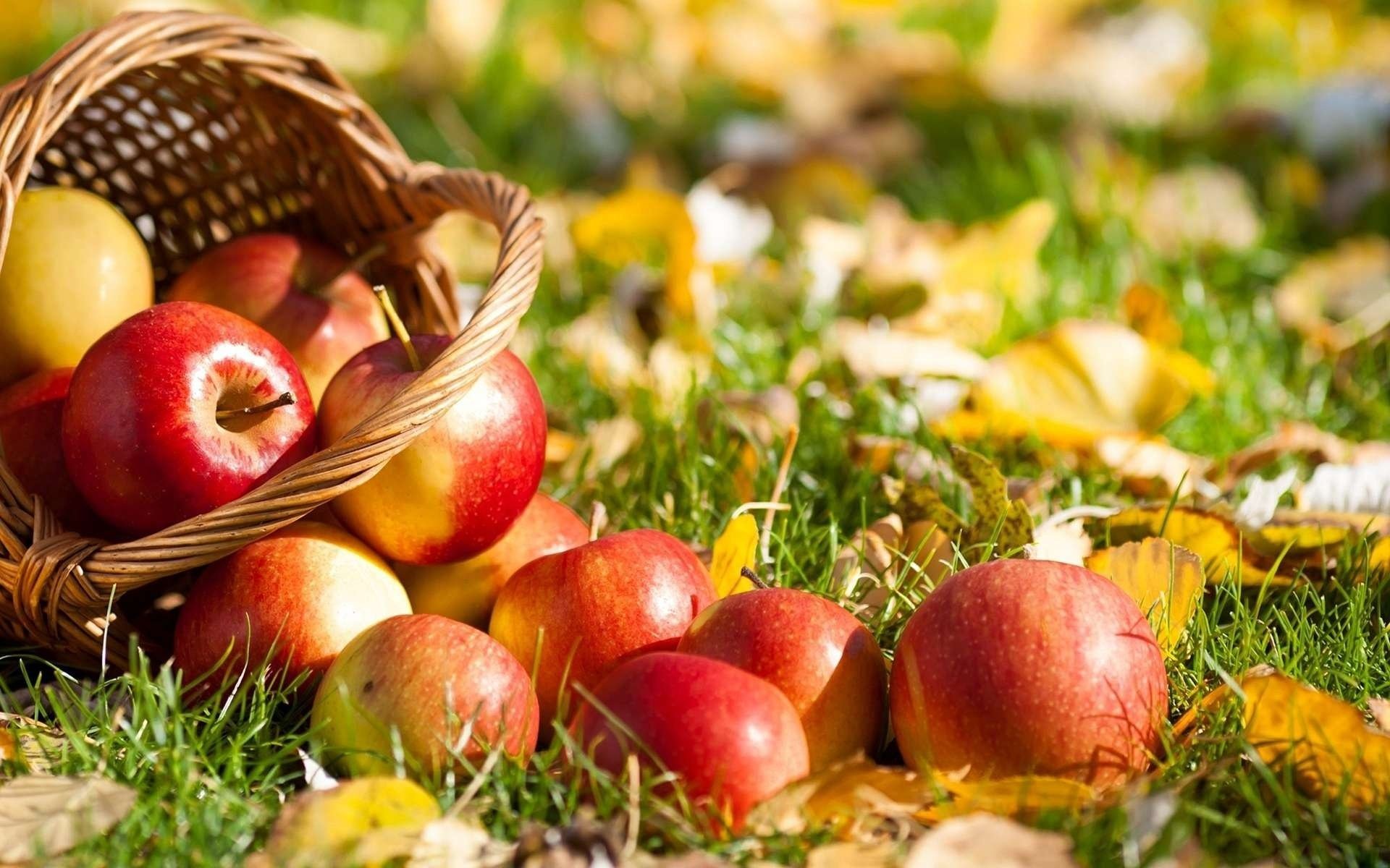 apples basket grass autumn