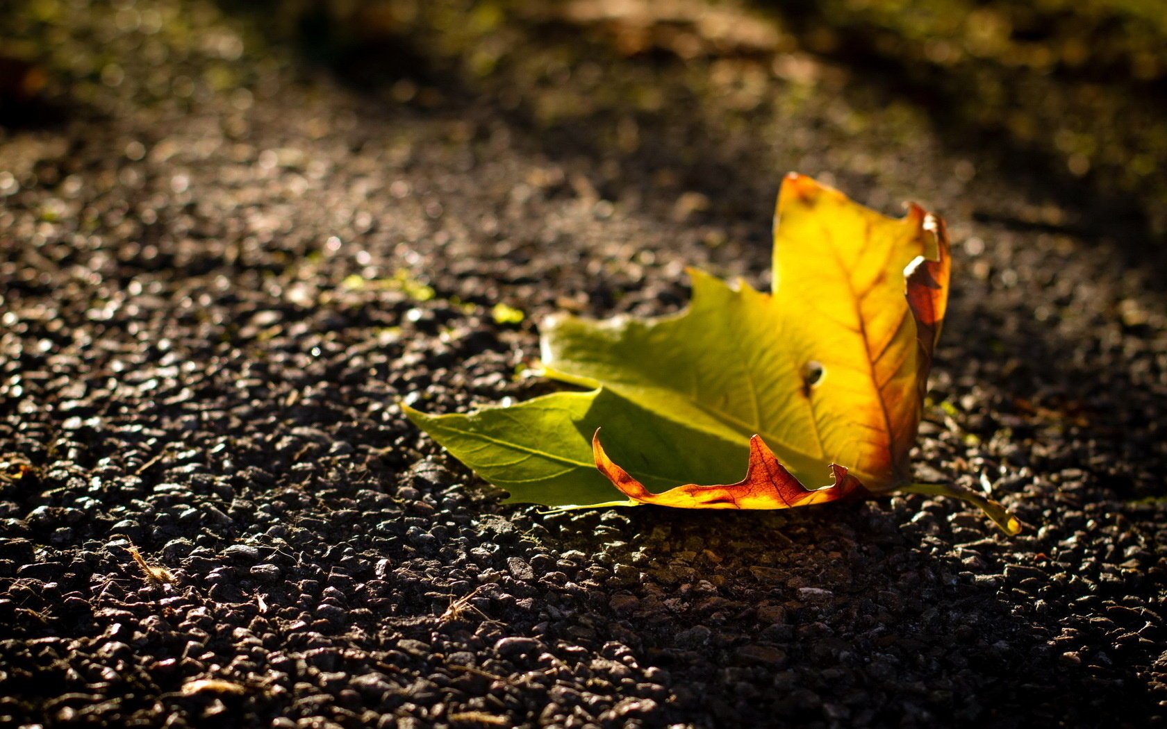 blatt makro herbst