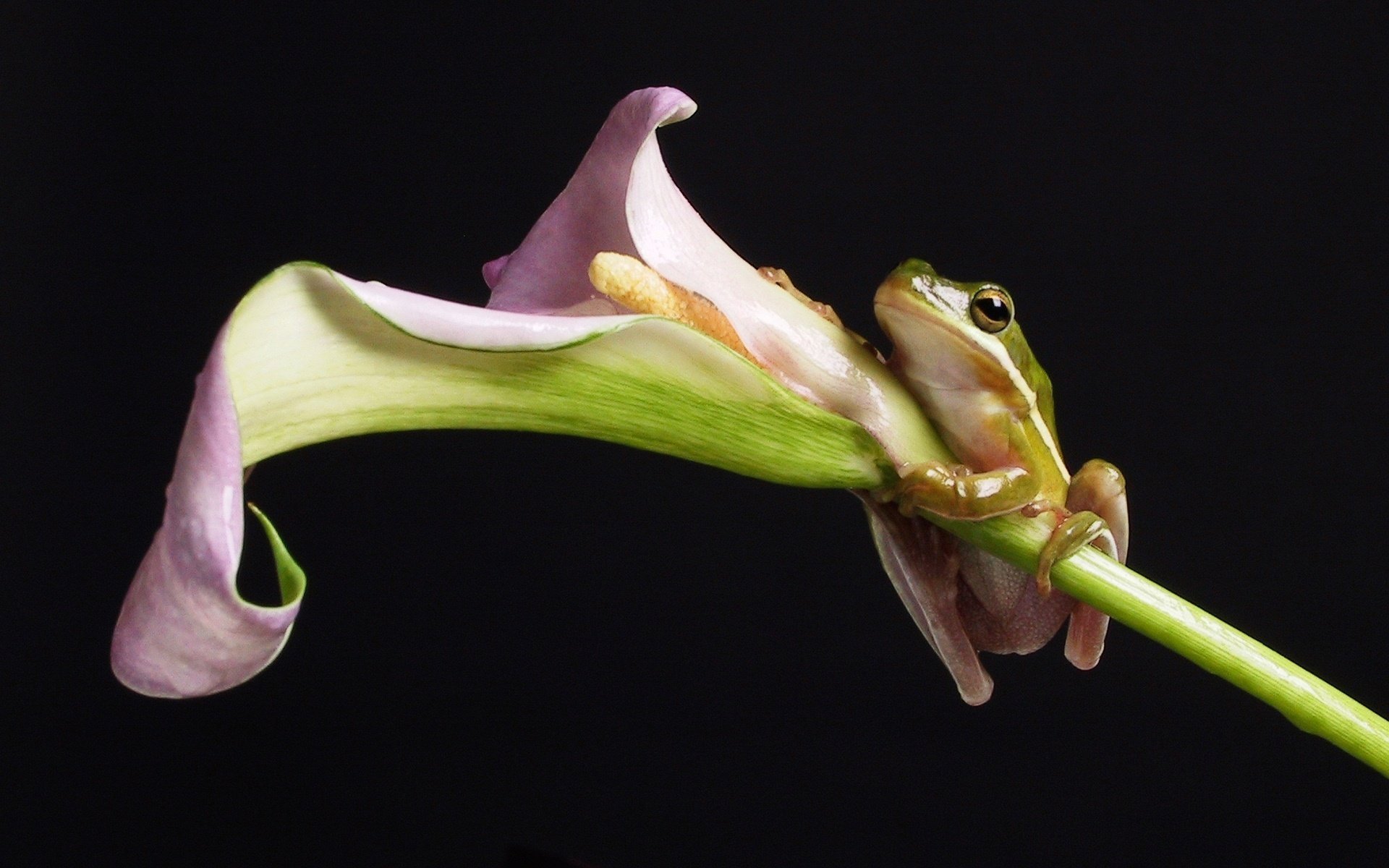 grenouille fleur fond noir