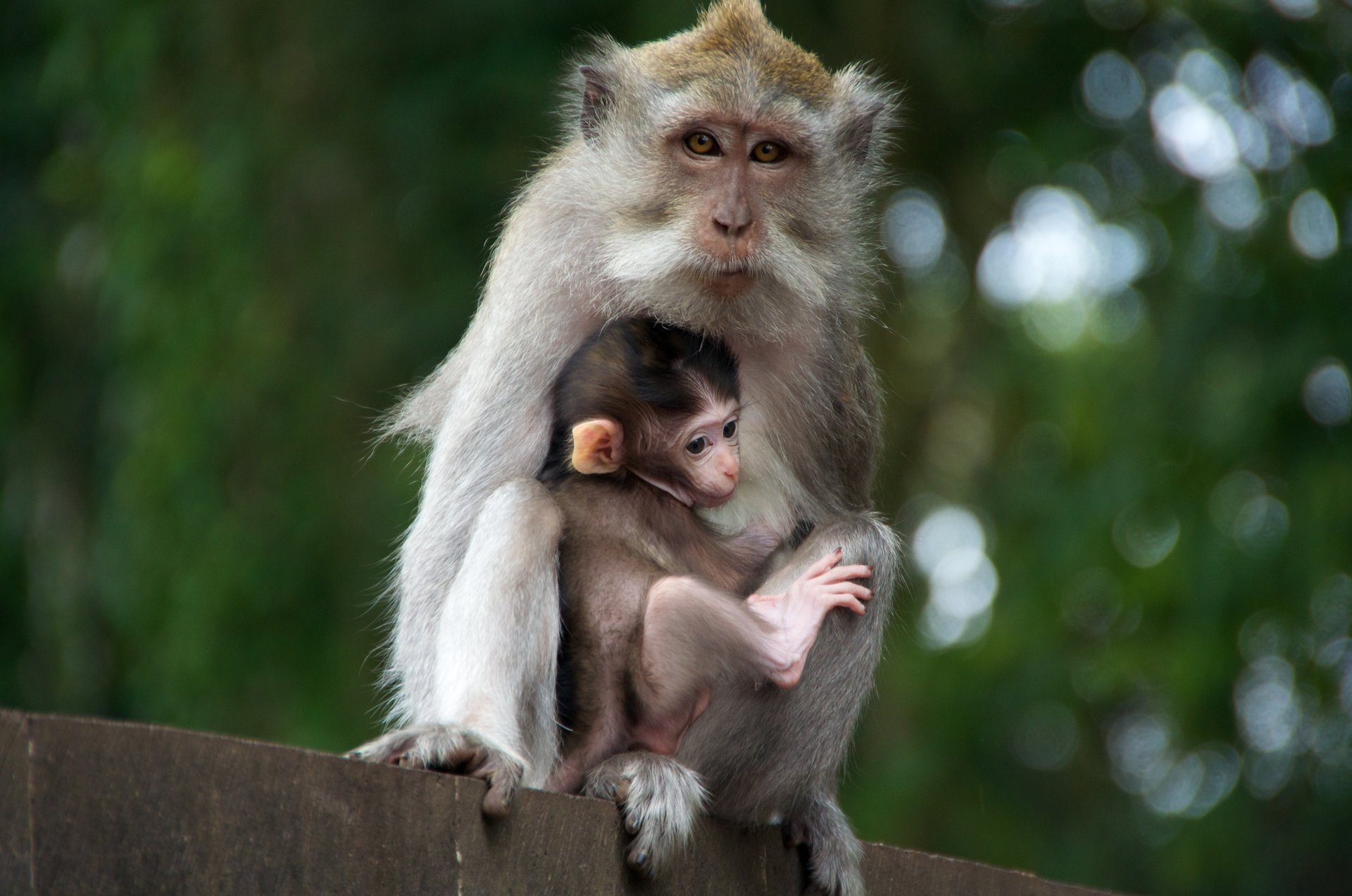 monkey mother cub