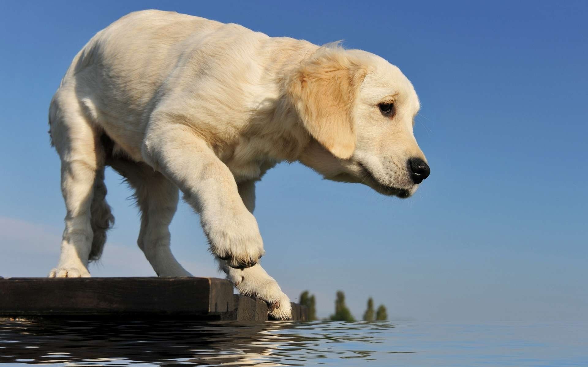 szczeniak retriever mostek łapa woda