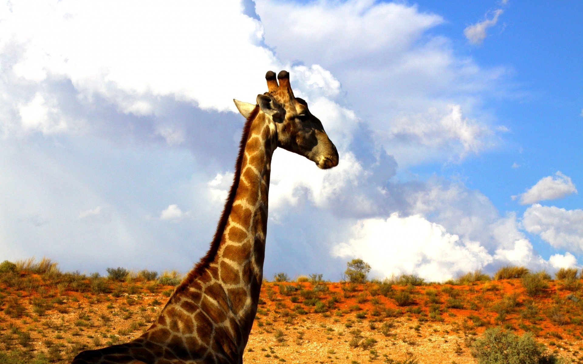 giraffe hals himmel