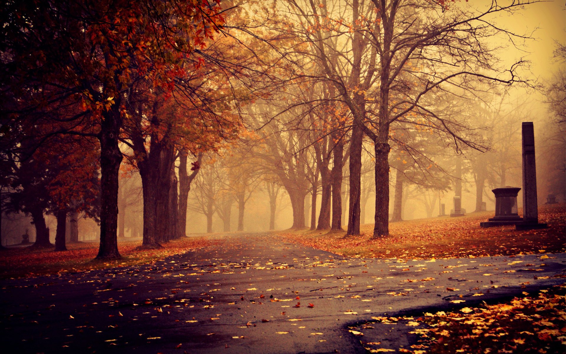 bäume herbst park blätter gehweg nebel bewölkt