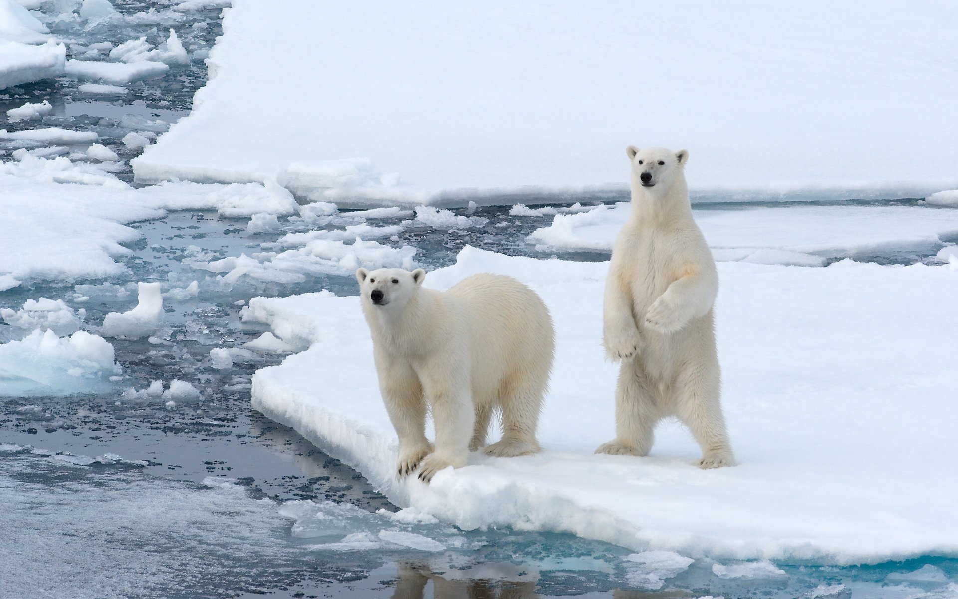 ours blancs arctique