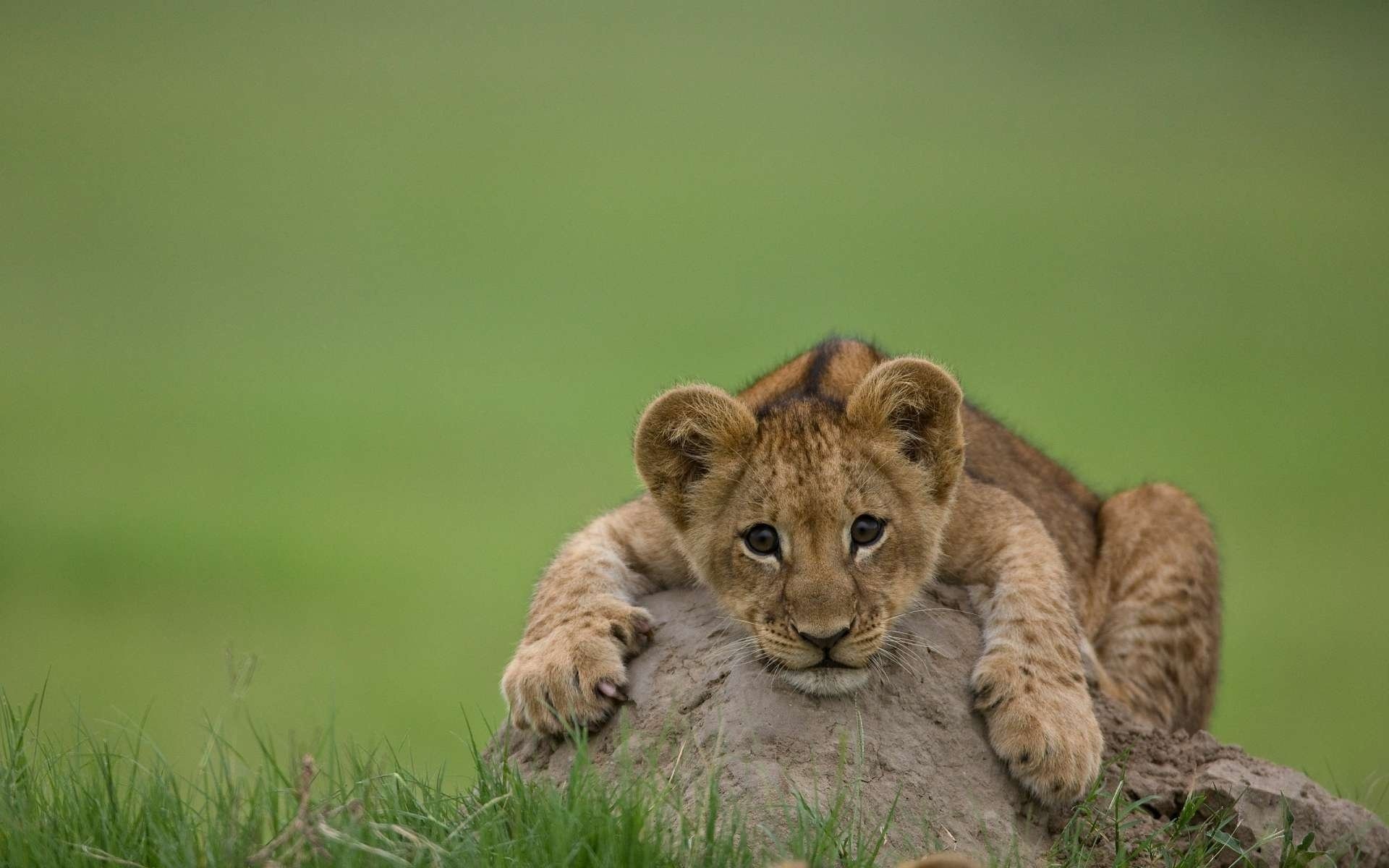 лев львенок детеныш природа взгляд хищник