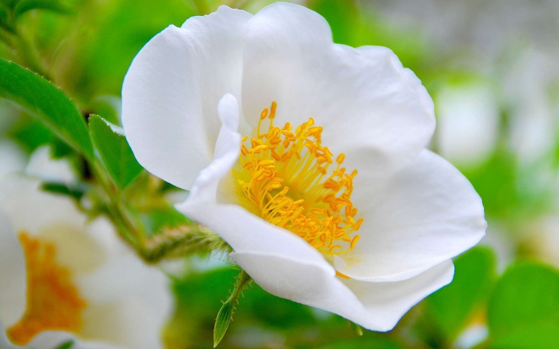 rosa canina rosa selvatica