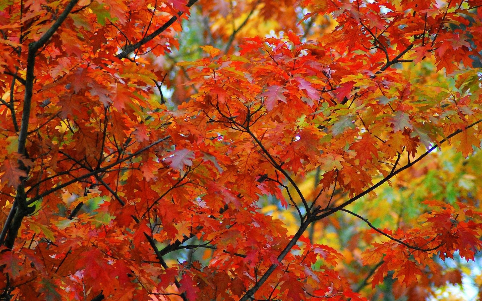 érable arbre branches feuilles automne