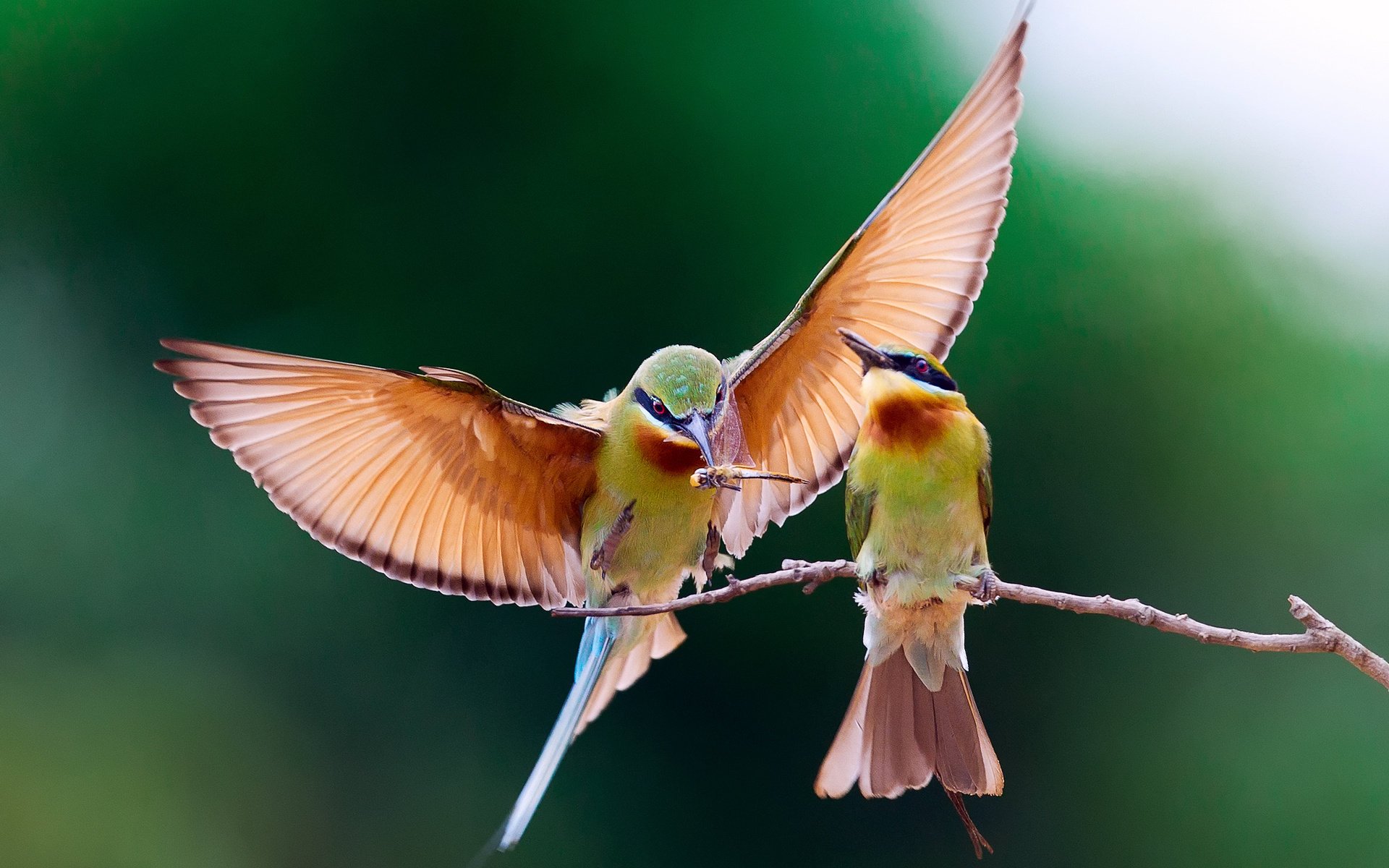 churka bird the european bee-eater golden branch pouloudi