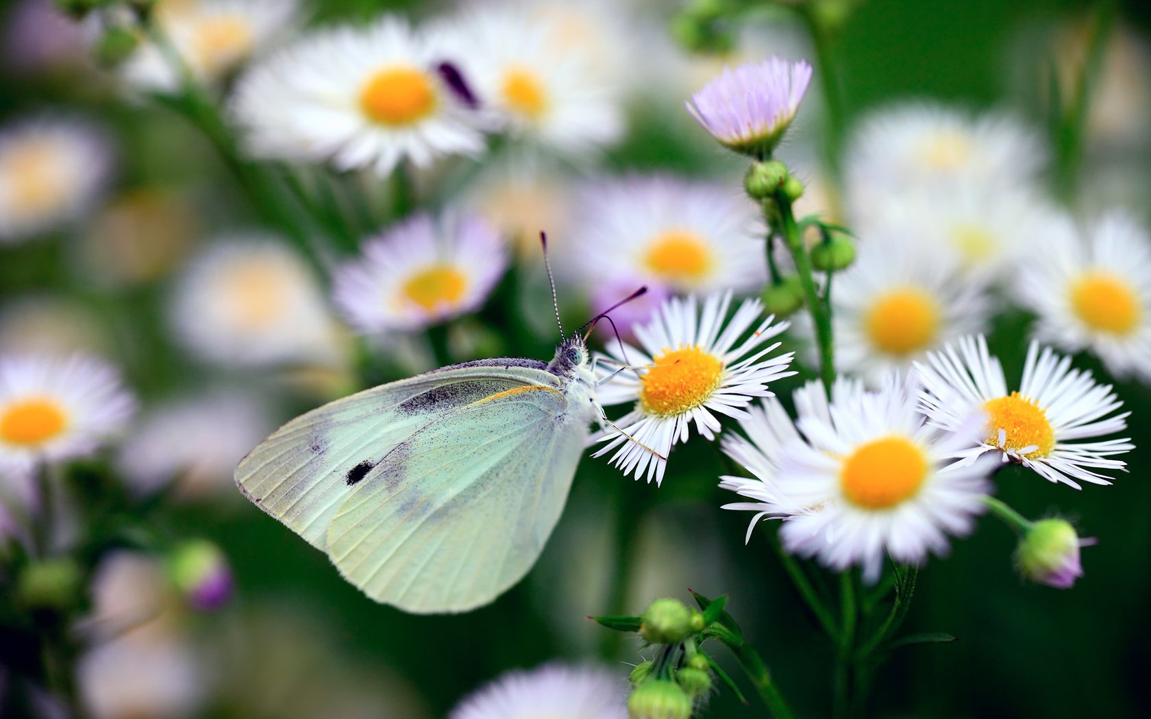 falena farfalla margherite