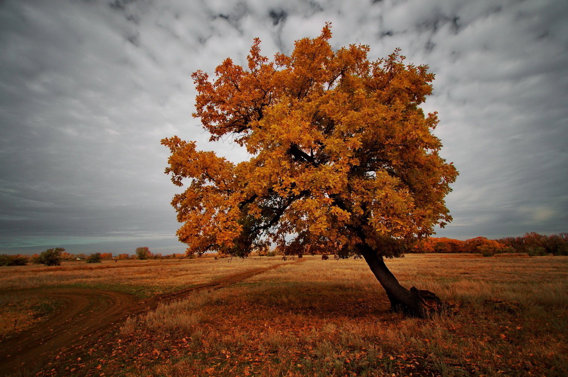 tree field autumn nature landscape