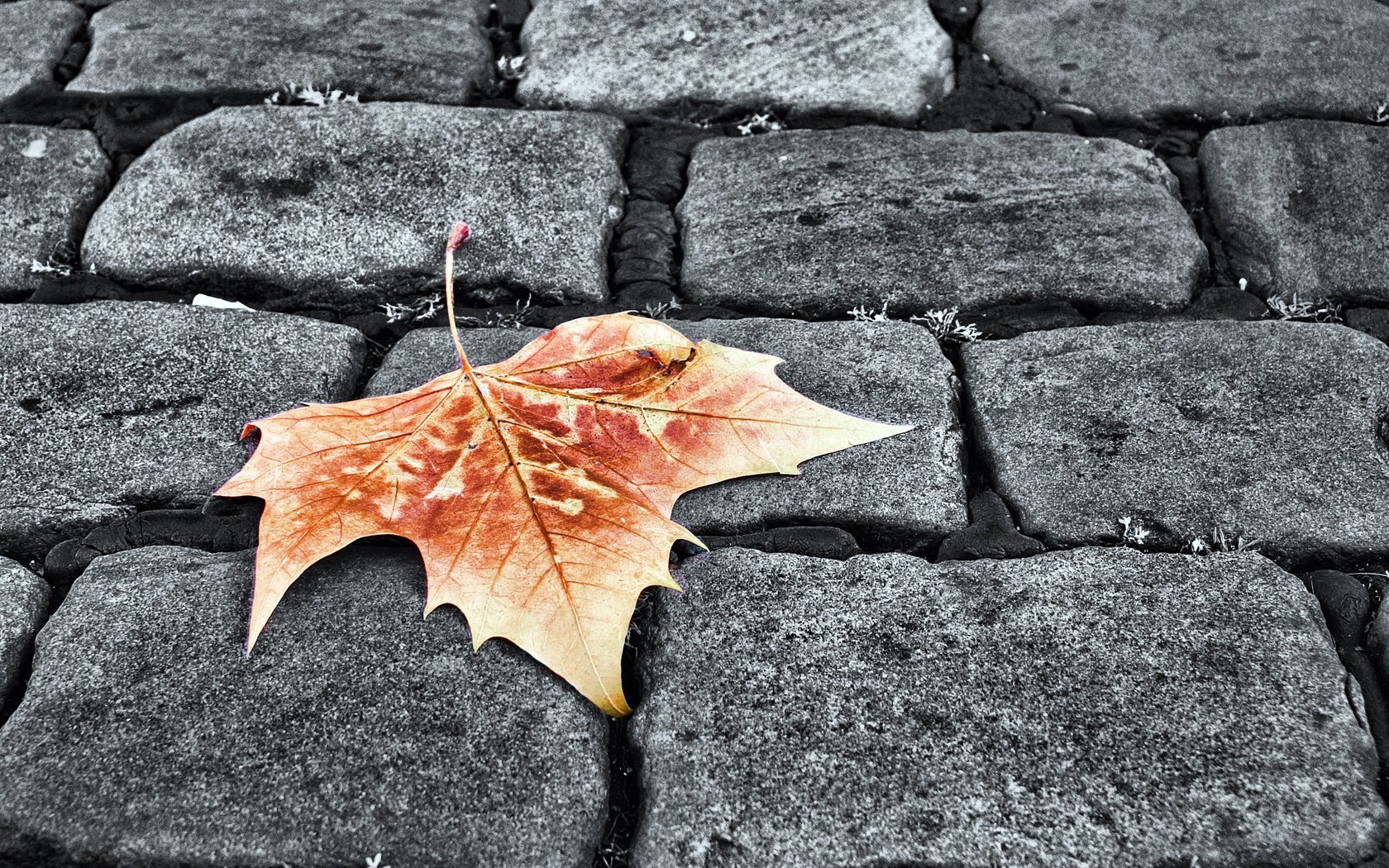 gelb blatt blatt herbst pflasterstein