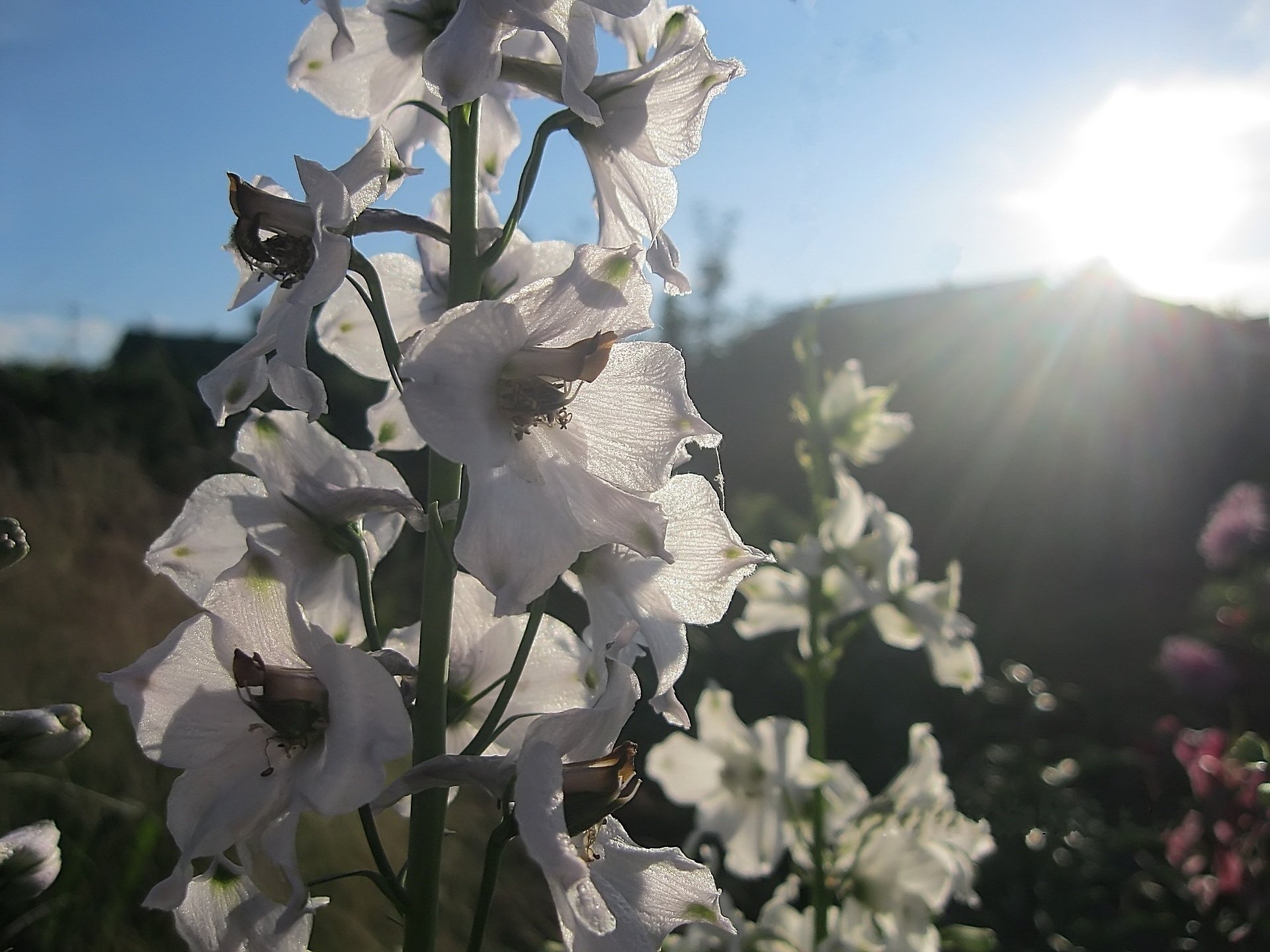 flores delphinium blanco jardín verano