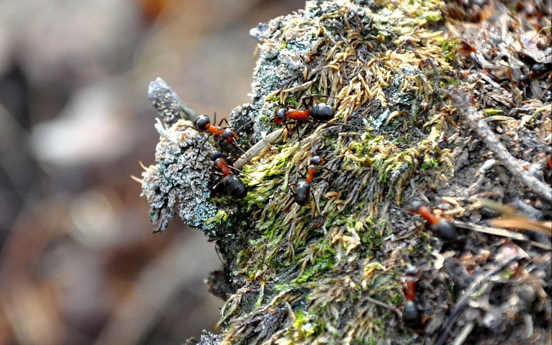 insectes fourmis