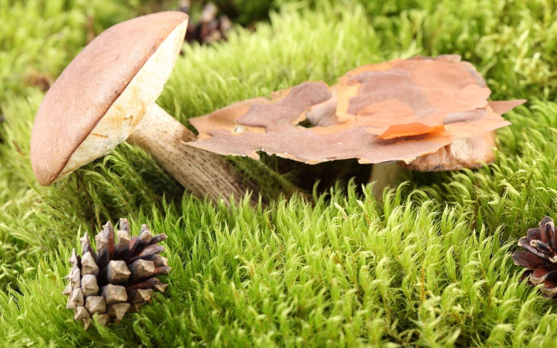 boletus moss bump mushroom bark