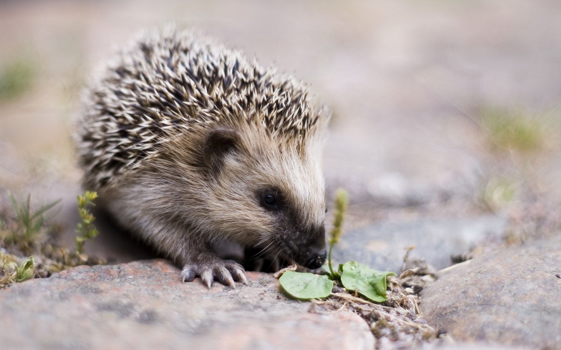 igel auslauf