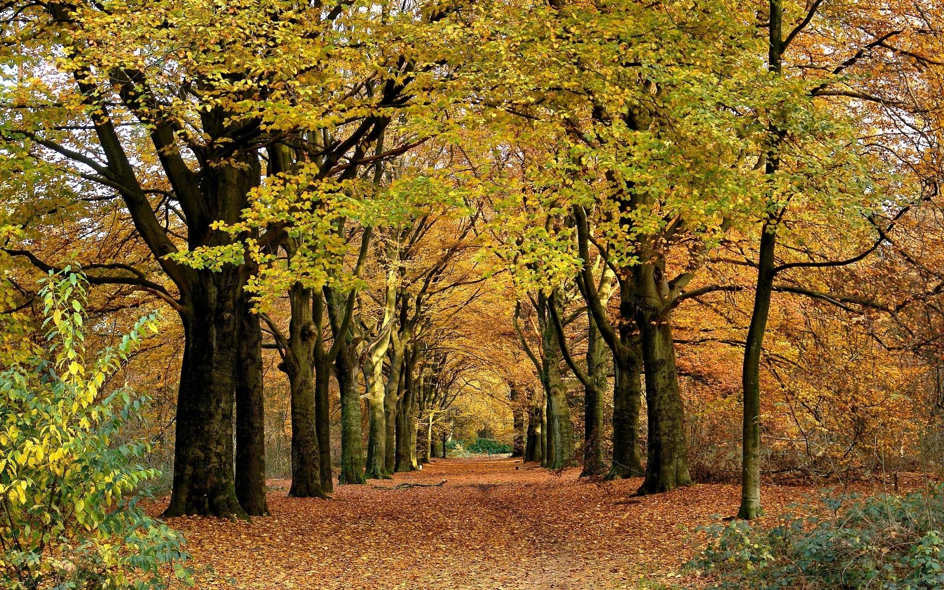 natur park allee