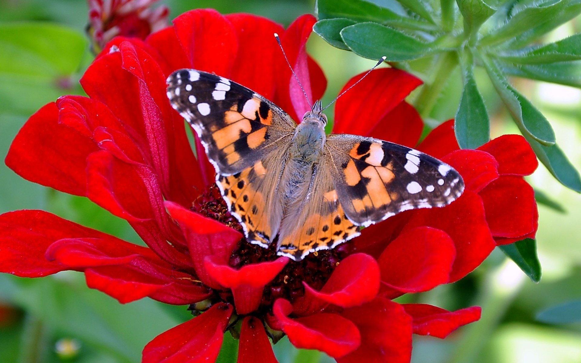 butterfly beautiful flower