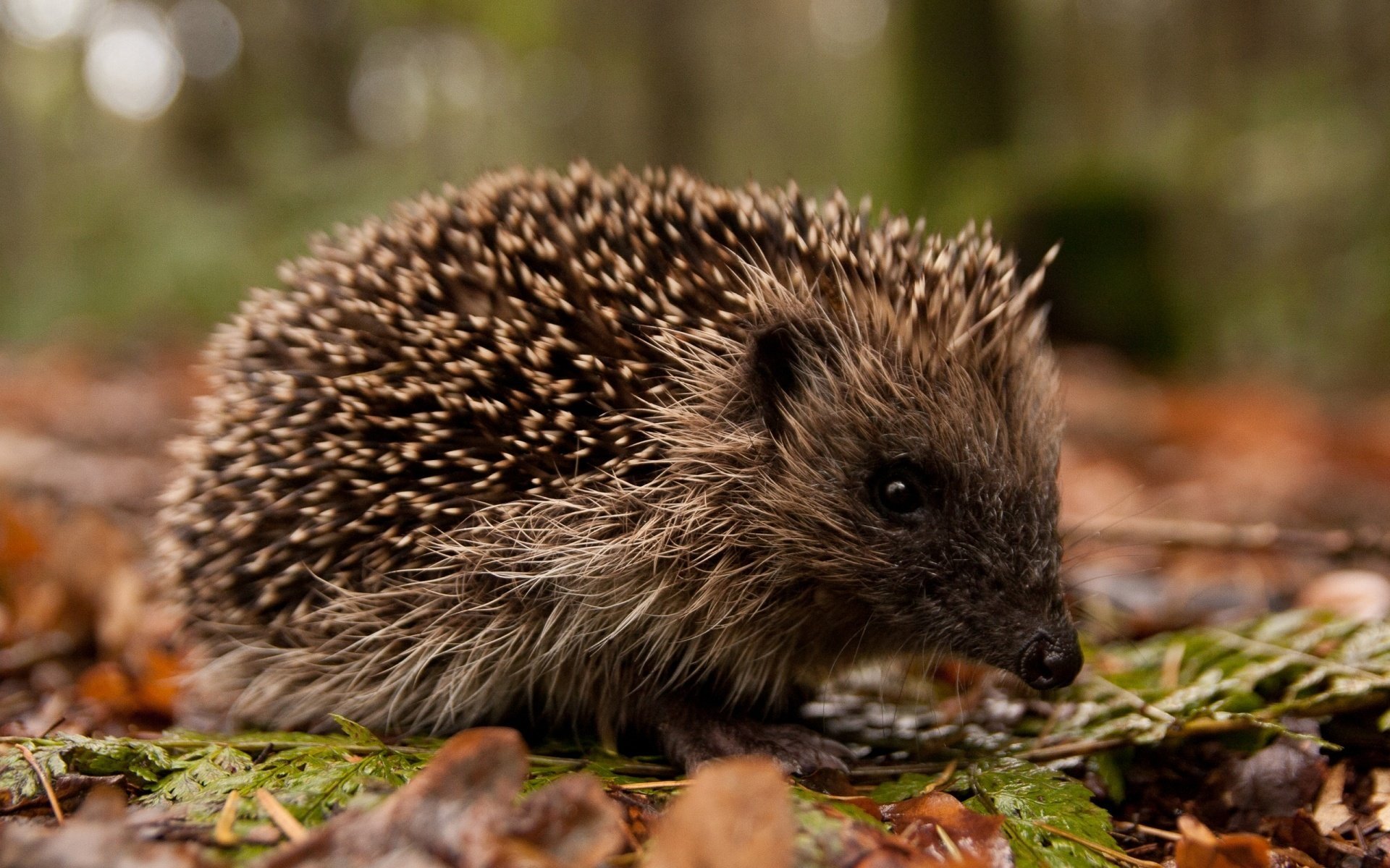 hedgehog leave