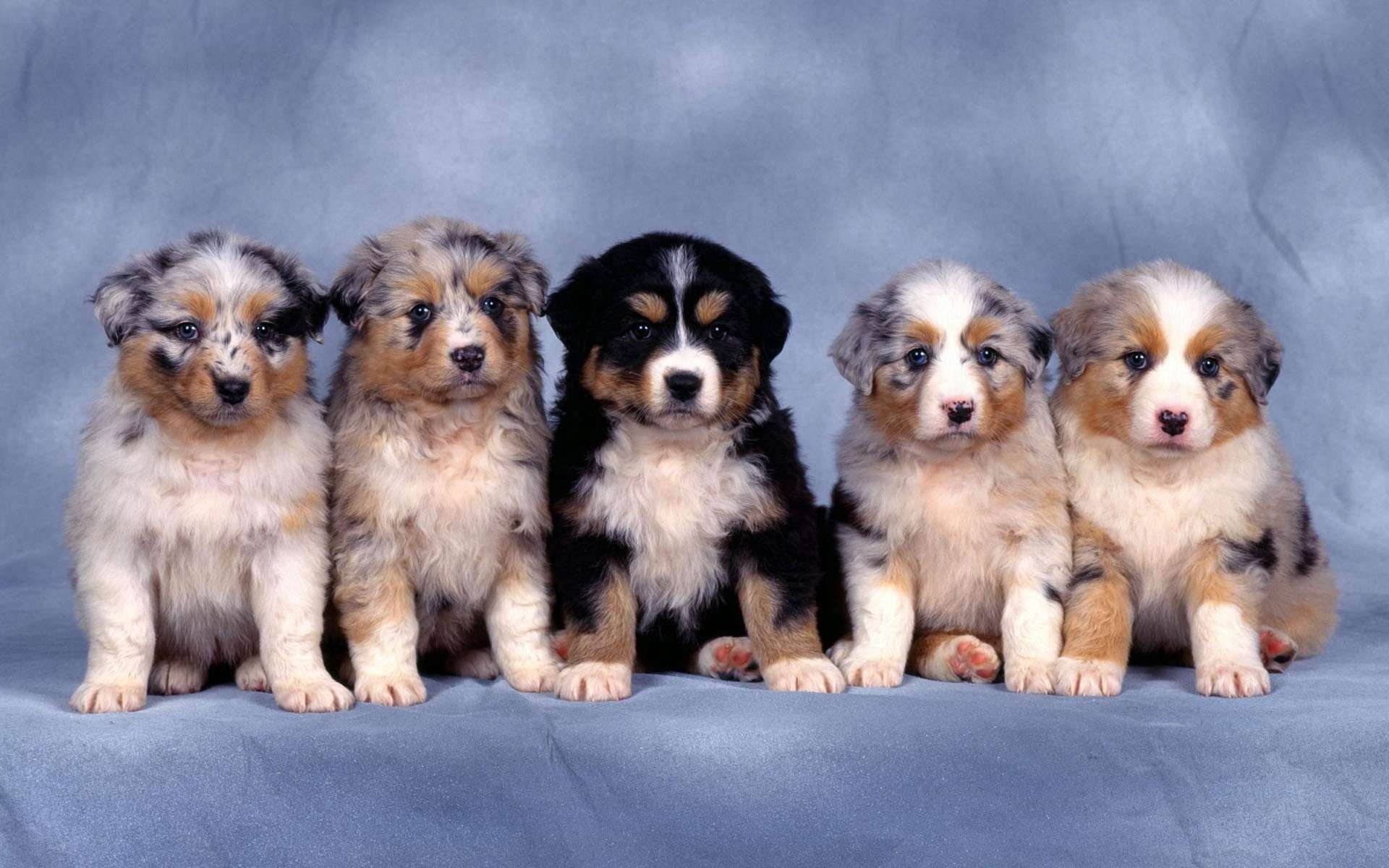 cachorros fondo azul