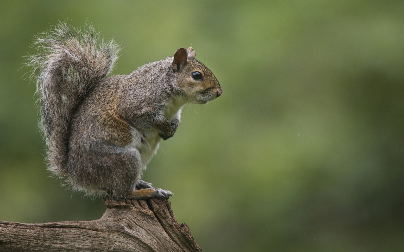 quirrel forest stump