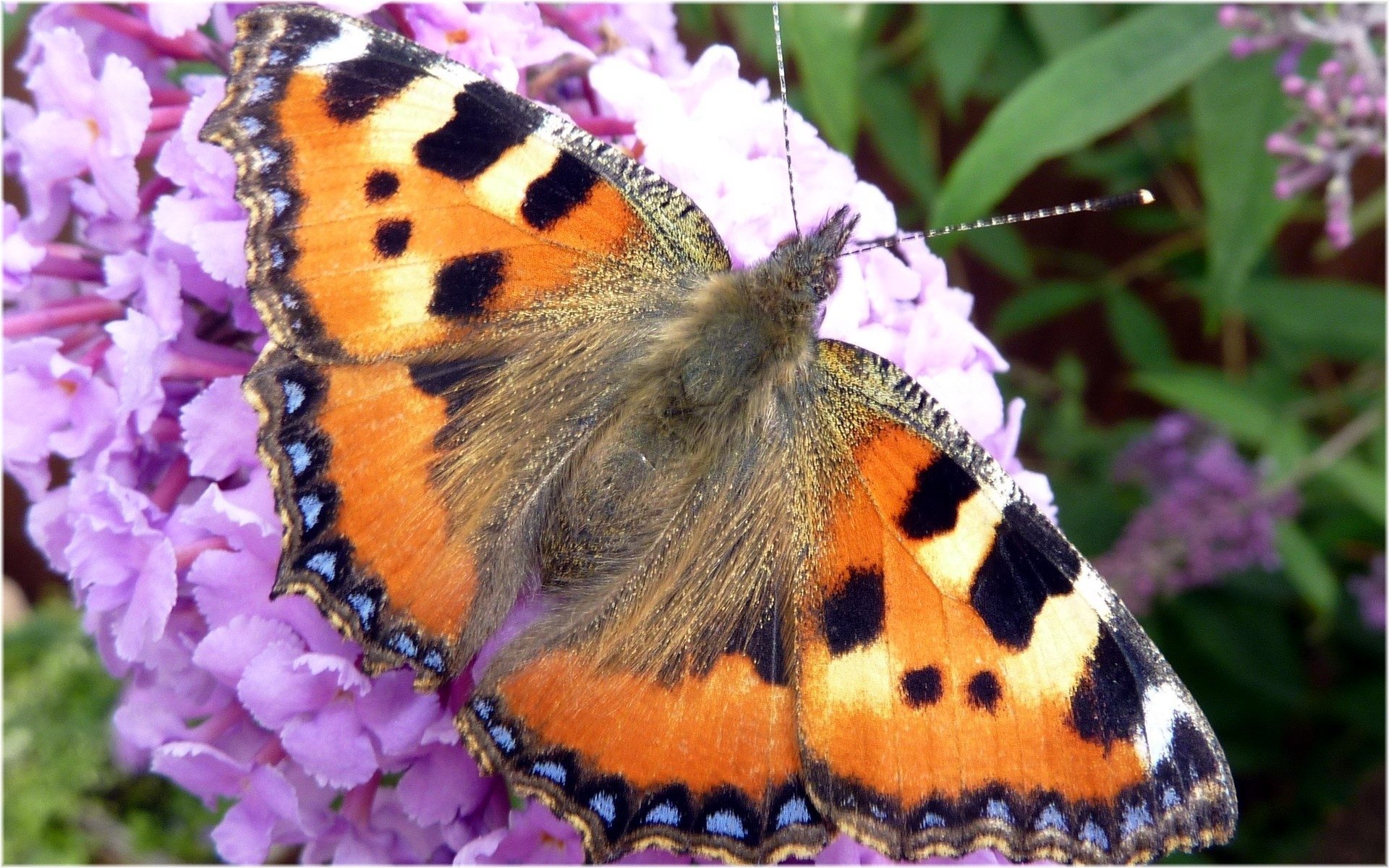 insetti farfalla fiore