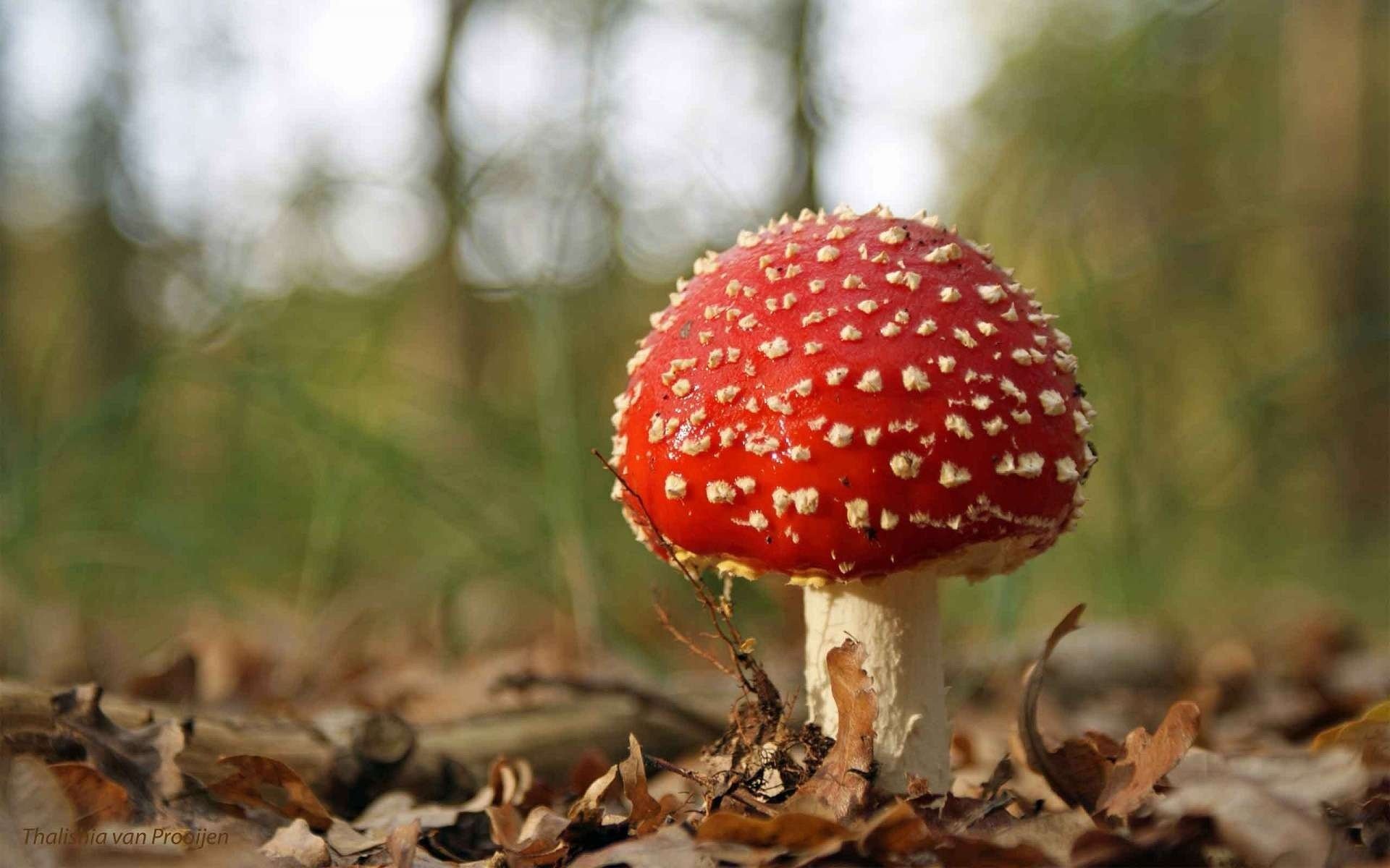 mushroom fly agaric autumn leave