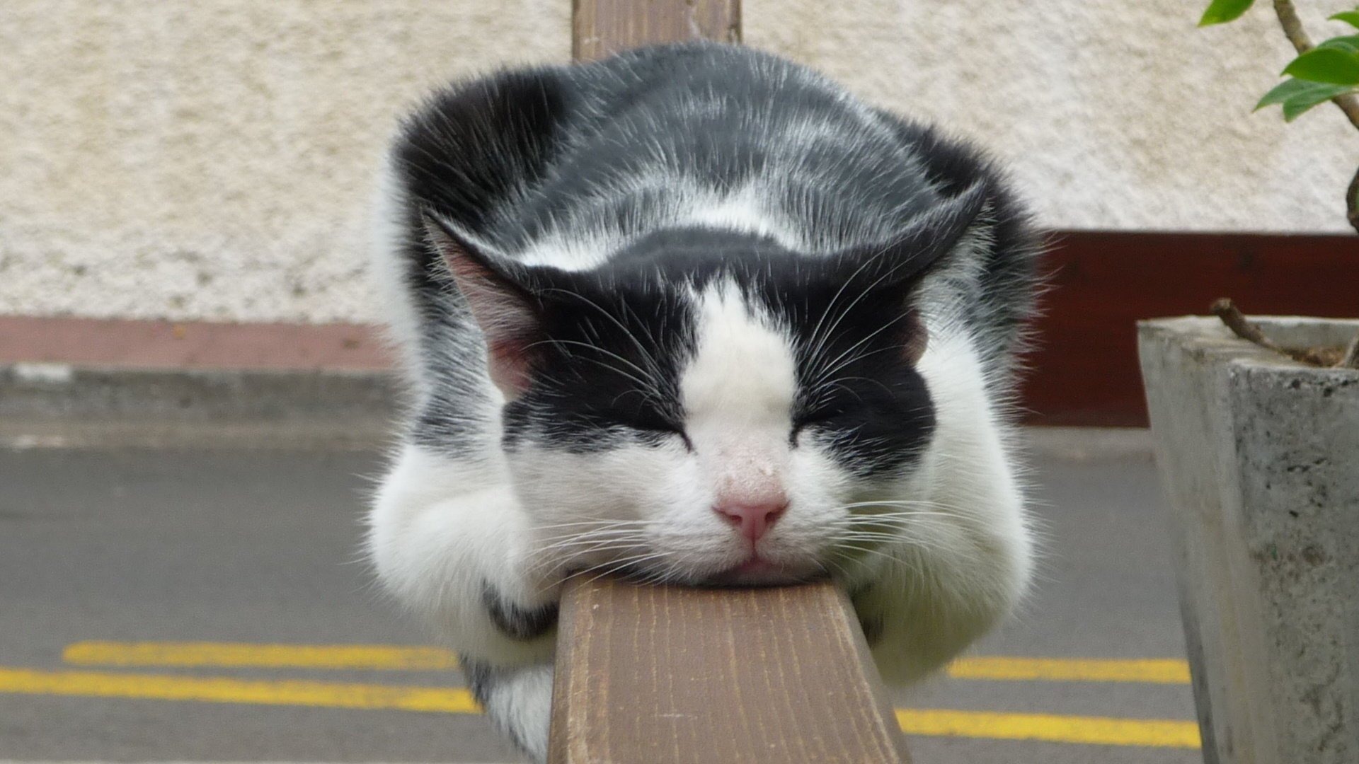 tay sleep cat the fence