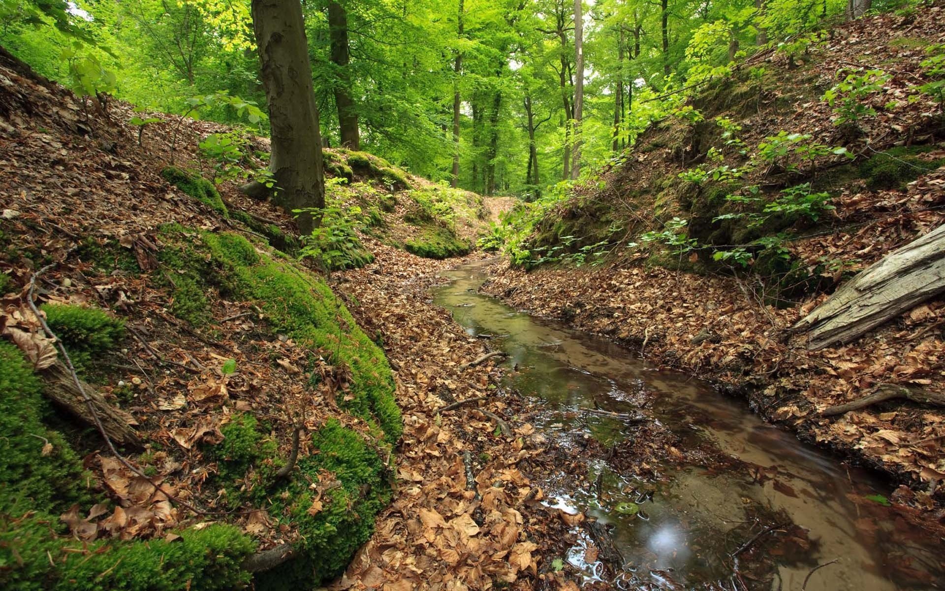 wald bach