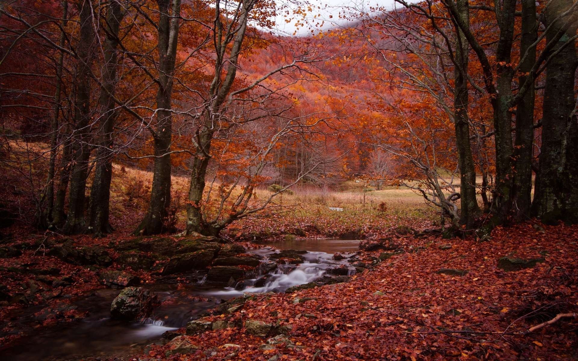 forest stream autumn