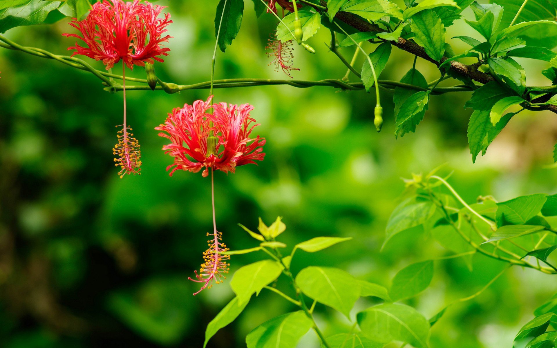 hibiskus egzotyka