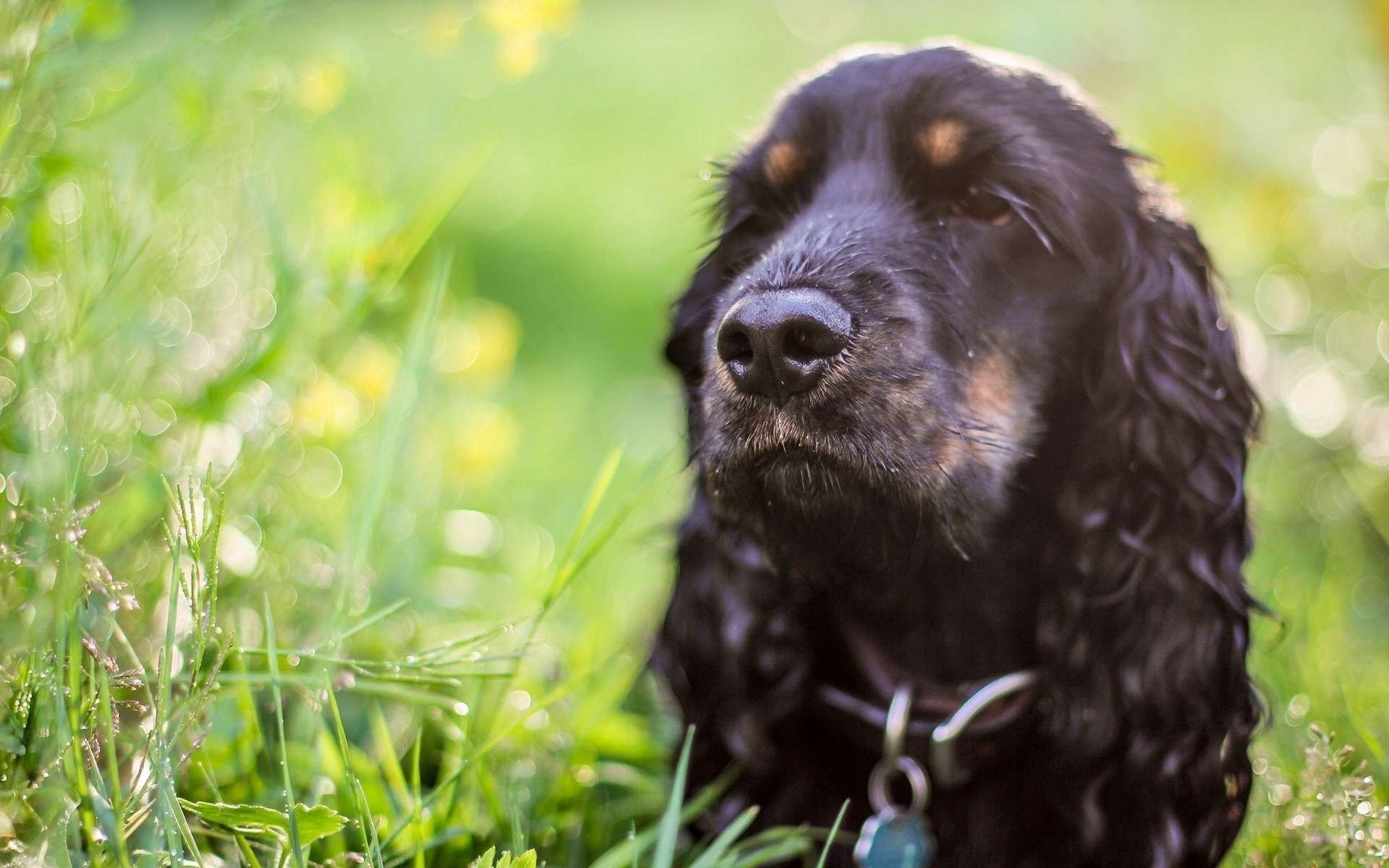 pies spaniel