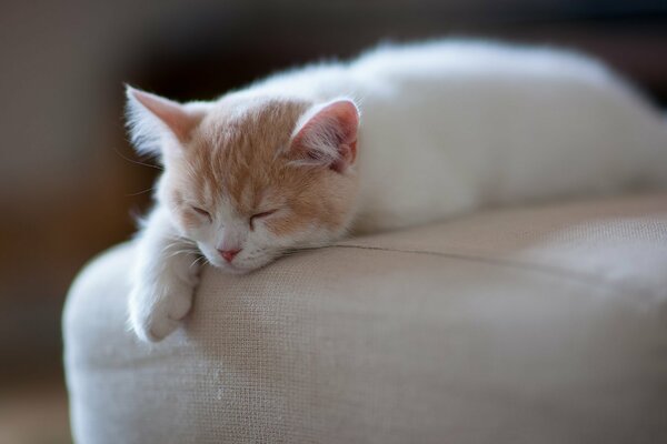 White cat sleeping on the couch