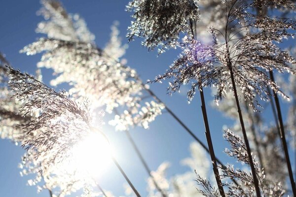 Winter wallpaper with plants in frost