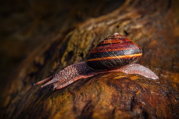 The sun s rays convey all the beauty of the snail