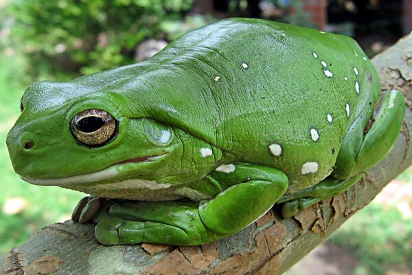 Giovane rospo verde su un ramo