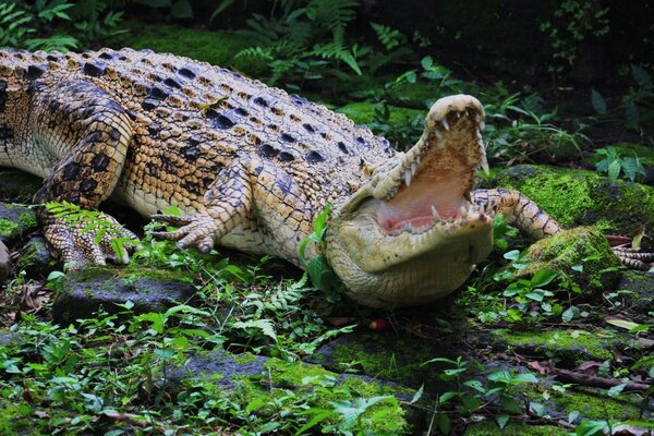 Crocodile who opened his mouth with teeth in the jungle