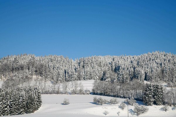 Lonely trees on the edge of the forest