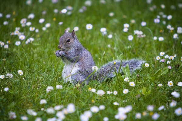 Eichhörnchen im Gras auf einem Hintergrund von Blumen