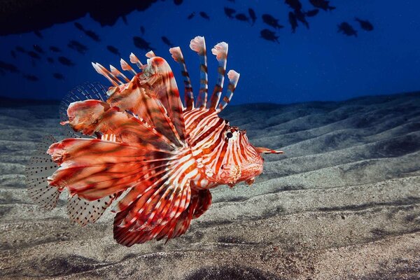 Pesce leone con strisce rosse e bianche