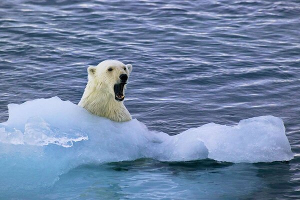 Cute bear on an ice floe in the Arctic